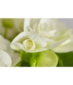 Elatior-Begonie - Begonia Elatior 8 Elatior-Begonie - Begonia Elatior -Gartenmöbel Store 8299638 PR DE 001 BegoniaRexT12DehnerExpressZS