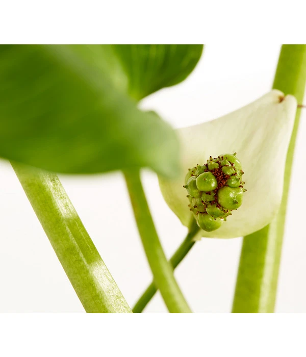 Sumpfcalla 3 Sumpfcalla