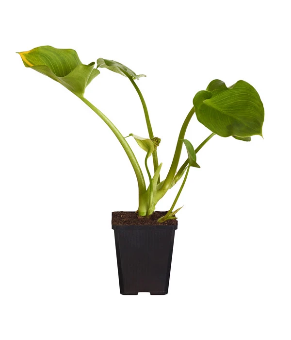 Sumpfcalla 4 Sumpfcalla – Bild 2