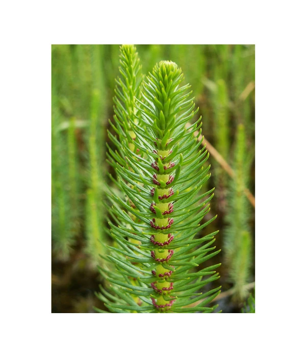 Tannenwedel 3 Tannenwedel