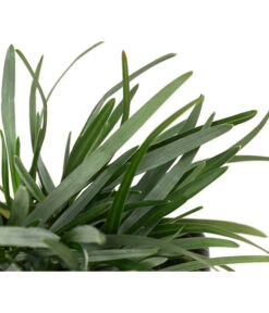 Moor-Blaugras -Gartenmöbel Store 8316242 WE DE 003 SesleriaCaeruleaMoorBlaugras