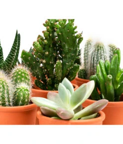 Sukkulenten- & Kakteen-Set In Keramik, Verschiedene Sorten, 15-teilig 8 Sukkulenten- & Kakteen-Set In Keramik, Verschiedene Sorten, 15-teilig -Gartenmöbel Store 8400665 WE DE 001 SukkulentenKakteenMixmitKeramik