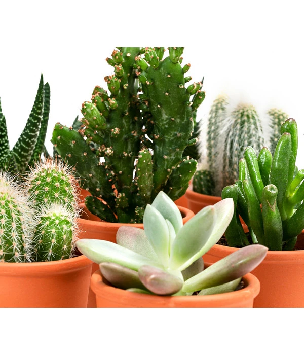 Sukkulenten- & Kakteen-Set In Keramik, Verschiedene Sorten, 15-teilig 5 Sukkulenten- & Kakteen-Set In Keramik, Verschiedene Sorten, 15-teilig – Bild 3