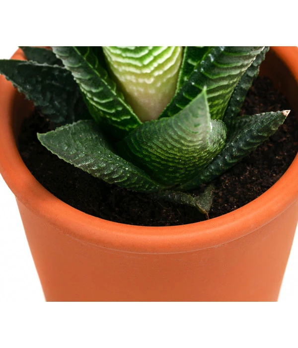 Sukkulenten- & Kakteen-Set In Keramik, Verschiedene Sorten, 15-teilig 6 Sukkulenten- & Kakteen-Set In Keramik, Verschiedene Sorten, 15-teilig – Bild 4