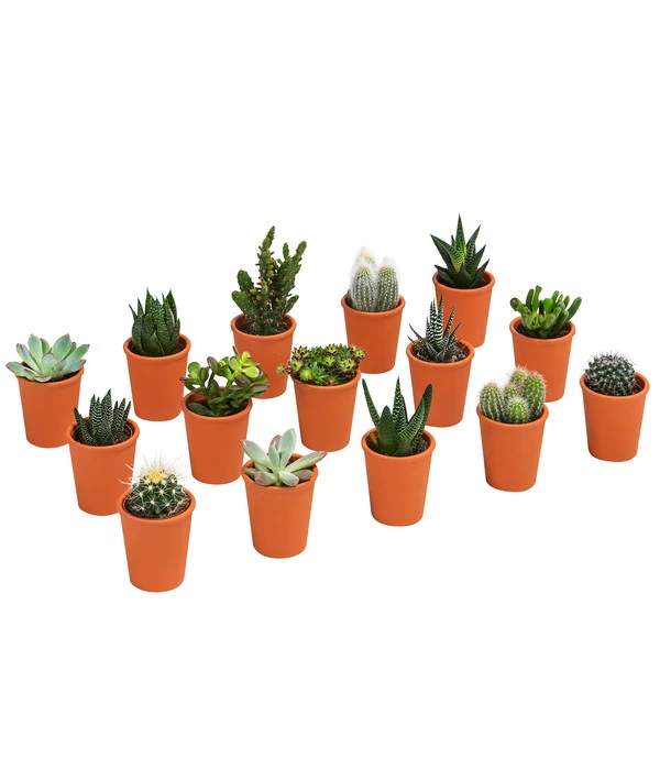 Sukkulenten- & Kakteen-Set In Keramik, Verschiedene Sorten, 15-teilig 3 Sukkulenten- & Kakteen-Set In Keramik, Verschiedene Sorten, 15-teilig