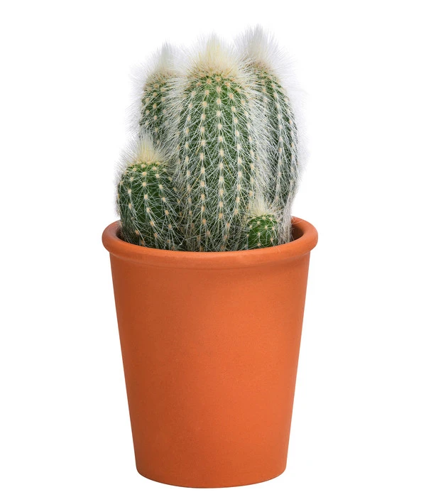 Sukkulenten- & Kakteen-Set In Keramik, Verschiedene Sorten, 15-teilig 4 Sukkulenten- & Kakteen-Set In Keramik, Verschiedene Sorten, 15-teilig – Bild 2