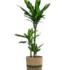 Drachenbaum - Dracaena Fragrans 'Cintho', In Seegras-Korb Harmony 1 Drachenbaum - Dracaena Fragrans 'Cintho', In Seegras-Korb Harmony -Gartenmöbel Store 8401218 WE FS 001 DracaenaHarmony Solitaerpflanze