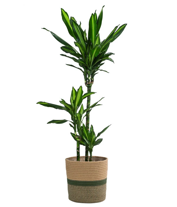 Drachenbaum - Dracaena Fragrans 'Cintho', In Seegras-Korb Harmony 3 Drachenbaum - Dracaena Fragrans 'Cintho', In Seegras-Korb Harmony
