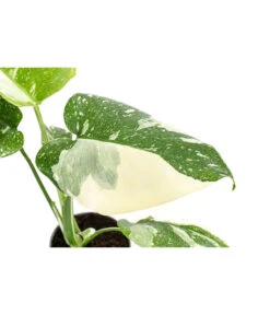 Fensterblatt - Monstera Deliciosa 'Thai Constellation', Panaschiert -Gartenmöbel Store 8402034 WE DE 001 MonsteraThaiConstellationT6