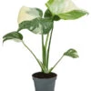 Fensterblatt - Monstera Deliciosa 'Thai Constellation', Panaschiert -Gartenmöbel Store 8402034 WE FS 001 MonsteraThaiConstellationT6