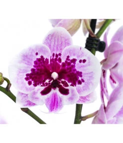 Schmetterlingsorchidee - Phalaenopsis Cultivars 'Aladdin' -Gartenmöbel Store 8402307 WE DE 001 OrchideeAlladin