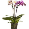 Midi Schmetterlingsorchideen-Duo - Phalaenopsis Cultivars
