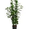 Lorbeer-Feige - Ficus Microcarpa 'Moclame', Hydrokultur -Gartenmöbel Store 8416927 WE FS 001 FicusMicrocarpaMoclameHydroT18 19BirkenfeigeDehnerExpressHerzig