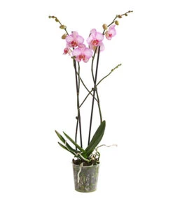 Schmetterlingsorchidee - Phalaenopsis Cultivars, Verschiedene Sorten