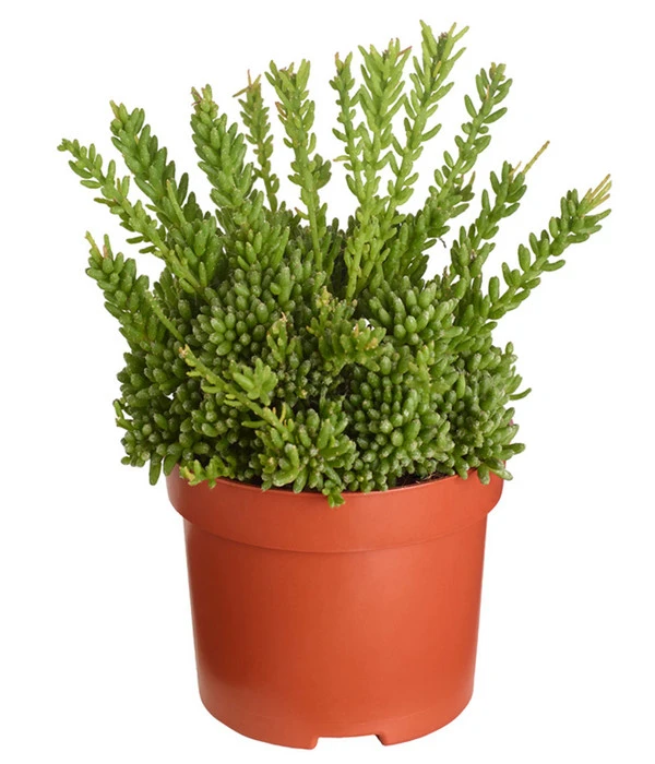 Korallenkaktus - Rhipsalis Mesembryanthoides 3 Korallenkaktus - Rhipsalis Mesembryanthoides