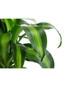 Drachenbaum - Dracaena Fragrans 'Massangeana', In Keramik -Gartenmöbel Store 8478695 WE DE 001 DracaenaMassangeanaT21KeramikAmberEarth