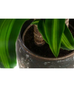Drachenbaum - Dracaena Fragrans 'Massangeana', In Keramik -Gartenmöbel Store 8478695 WE DE 002 DracaenaMassangeanaT21KeramikAmberEarth