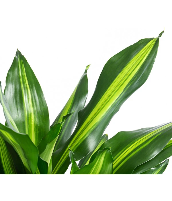 Drachenbaum - Dracaena Fragrans 'Cintho', In Seegras-Korb Phil 5 Drachenbaum - Dracaena Fragrans 'Cintho', In Seegras-Korb Phil – Bild 3