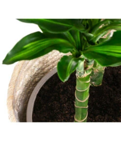 Drachenbaum - Dracaena Fragrans 'Cintho', In Seegras-Korb Phil 9 Drachenbaum - Dracaena Fragrans 'Cintho', In Seegras-Korb Phil -Gartenmöbel Store 8478703 WE DE 002 DracaenaCinthoT21imKorbPhil gruen natur
