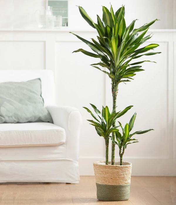 Drachenbaum - Dracaena Fragrans 'Cintho', In Seegras-Korb Phil 4 Drachenbaum - Dracaena Fragrans 'Cintho', In Seegras-Korb Phil – Bild 2