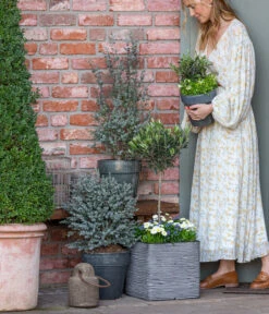 Olive, Stämmchen -Gartenmöbel Store 8512238 WE MO 001 EukylaptusOlive