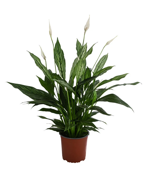 Einblatt - Spathiphyllum 'Silver Cupido' 3 Einblatt - Spathiphyllum 'Silver Cupido'