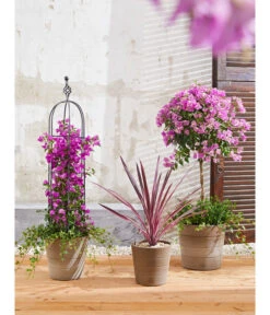 Keulenlilie 'Pink Passion' 9 Keulenlilie 'Pink Passion' -Gartenmöbel Store 8583684 PR MO 004 KuebelpflanzenBougainvilleaCordyline 8684482