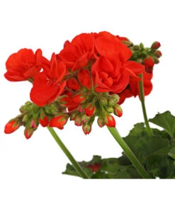 Geranie, Stämmchen, Verschiedene Farben -Gartenmöbel Store 8587818 PR DE 001 PelargoniumStammT17DehnerExpressHerzig