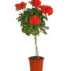 Geranie, Stämmchen, Verschiedene Farben -Gartenmöbel Store 8587818 PR FS 001 PelargoniumStammT17DehnerExpressHerzig