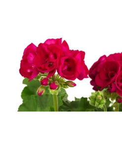 Geranie, Stämmchen, Verschiedene Farben -Gartenmöbel Store 8587818 WE DE 001 GeraniePelargoniumStammMixT17