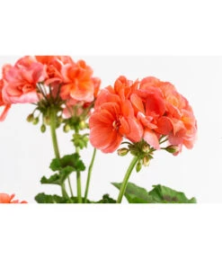 Geranie, Stämmchen, Verschiedene Farben -Gartenmöbel Store 8587818 WE DE 002 GeraniePelargoniumStammMixT17