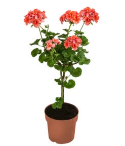 Geranie, Stämmchen, Verschiedene Farben -Gartenmöbel Store 8587818 WE FS 002 GeraniePelargoniumStammMixT17