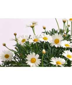Margerite, Stämmchen, Weiß -Gartenmöbel Store 8589616 WE DE 001 MargeriteArgyranthemumStammWeissT18DehnerExpressHerzig