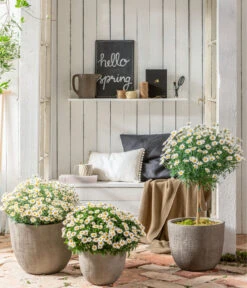 Margerite, Stämmchen, Weiß -Gartenmöbel Store 8589616 WE MO 001 MargeriteBuschStammT18WeissGC042021