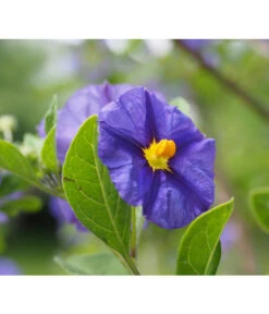 Enzianstrauch, Busch -Gartenmöbel Store 8591711 8596975 8591646 8275133 LycianthesRantonettieBlauPixabay