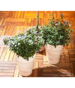 Enzianstrauch, Busch -Gartenmöbel Store 8596975 BildM 001 BlauerEnzianbaumLycianthesRantBusch17