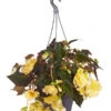 Hängebegonie 'Champagner', Ampel -Gartenmöbel Store 8604712 PR FS 001 HaengebegonieChampagnerAmpelDehnerExpressZS