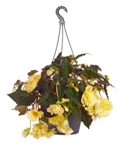 Hängebegonie 'Champagner', Ampel