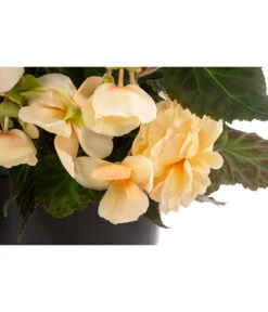 Hängebegonie 'Champagner', Ampel -Gartenmöbel Store 8604712 WE DE 002 HaengebegonieChampT27