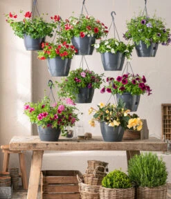 Hängebegonie 'Champagner', Ampel -Gartenmöbel Store 8604712 WE MO 001 Ampeln