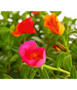 Portulakröschen, Ampel -Gartenmöbel Store 8606147 PR DE 001 PortulacaPortulakroeschenAmpelT25DehnerExpressHerzig