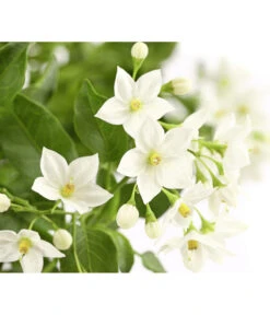 Jasminblütiger Nachtschatten, Ampel -Gartenmöbel Store 8606733 PR DE 001 SolanumJasminoidesAmpelNachtschattenT20DehnerExpressHerzig