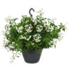 Jasminblütiger Nachtschatten, Ampel -Gartenmöbel Store 8606733 WE FS 001 JasminbluetigerNachtschattenT20