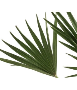 Zwergpalme 'Vulcano' -Gartenmöbel Store 8607905 WE DE 002 ChamaeropsVulcanoT18