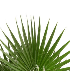 XXL Fächerpalme -Gartenmöbel Store 8608036 WE DE 004 WashingtoniaRobustaT30MexikanischeFaecherpalme