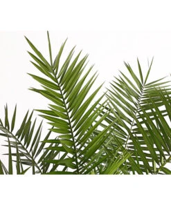 XXL Kanarische Dattelpalme, Ca. 140-160 Cm 11 XXL Kanarische Dattelpalme, Ca. 140-160 Cm -Gartenmöbel Store 8608721 PR DE 001 PhoenixCanariensisT28DehnerExpressHerzig