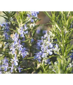 Bio Rosmarin -Gartenmöbel Store 8610206 WE DE 001 RosmarinBluete