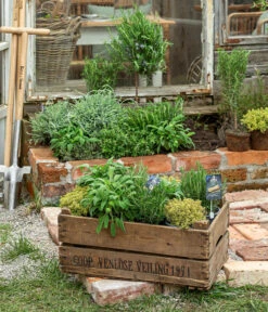 Dehner Gourmet Garten Salbei -Gartenmöbel Store 8610271 WE MO 001 ItalienKraeuter 1