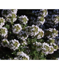 Bio Thymian -Gartenmöbel Store 8610339 WE DE 001 ThymianBluete