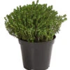 Bio Thymian -Gartenmöbel Store 8610339 WE FS 001 ThymusVulgarisThymianGruenT14DehnerExpressHerzig